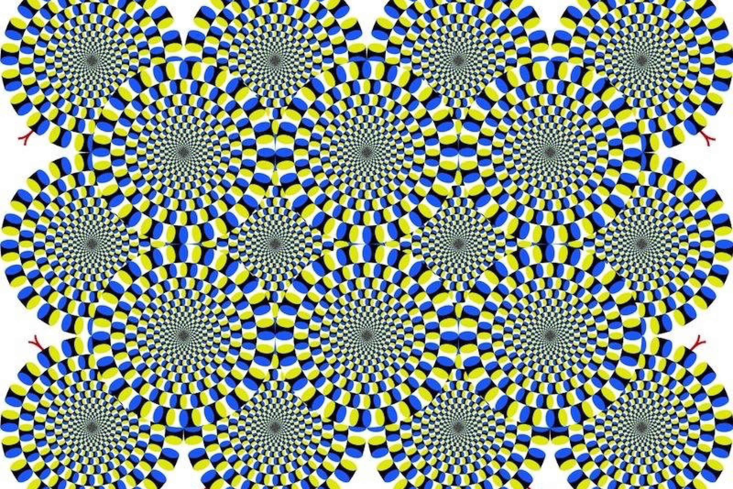 Scientists Find a Neurological Synergy in Explaining the Processing of a  Common Optical Illusion